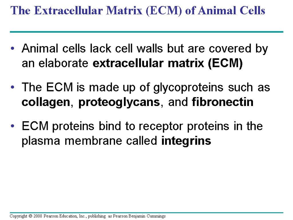 The Extracellular Matrix (ECM) of Animal Cells Animal cells lack cell walls but are
